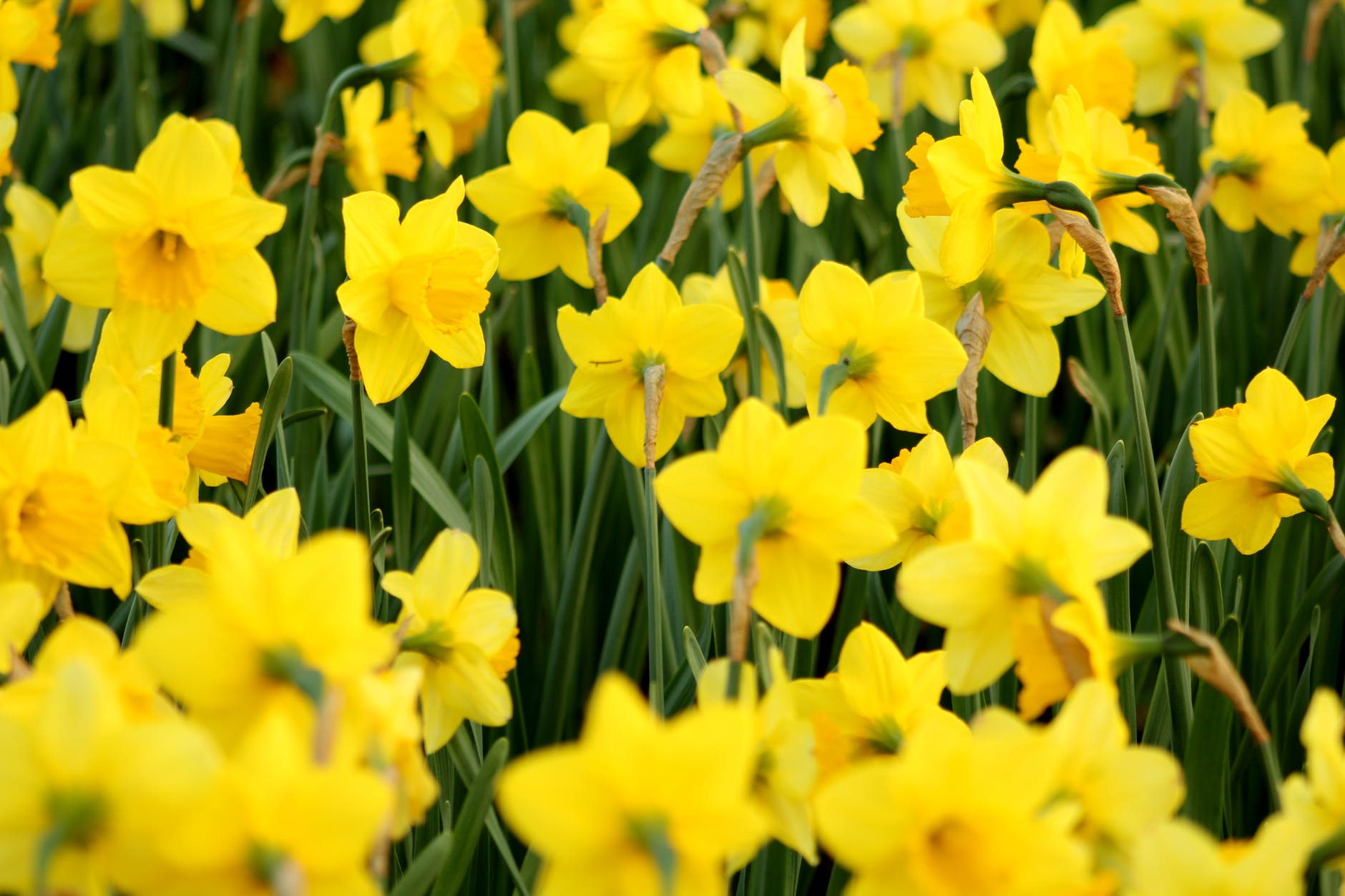 wordsworth daffodils