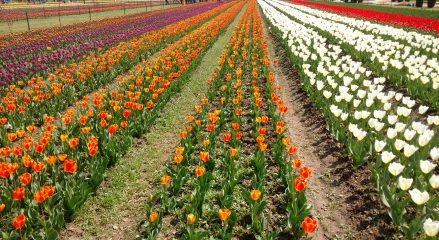 Tulip festival