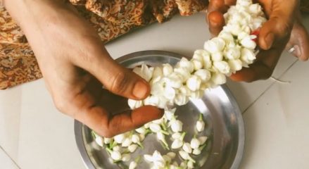 jasmine flowers